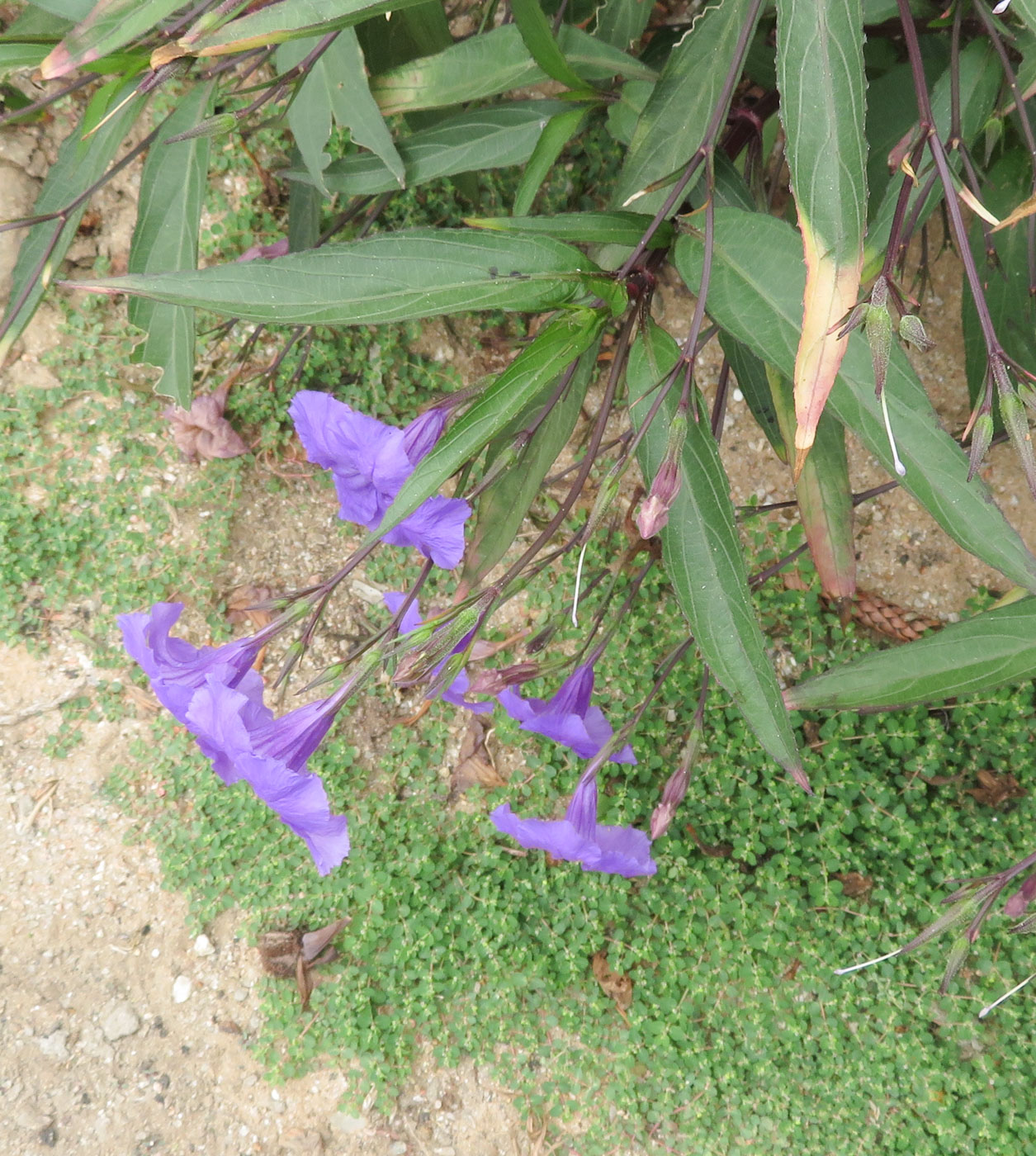 Image of Ruellia simplex specimen.