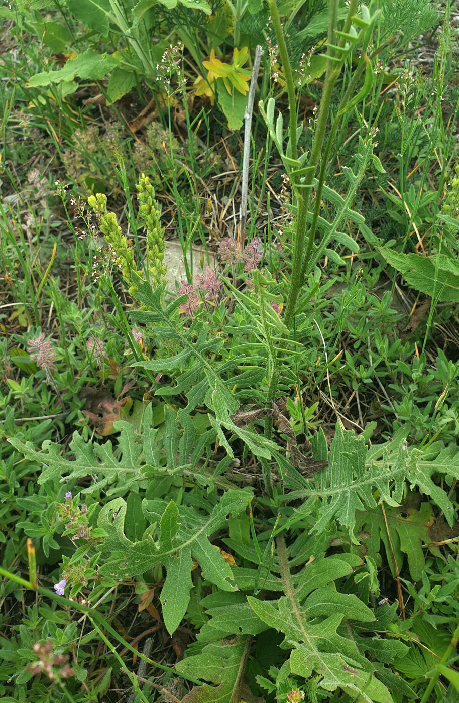 Image of Klasea radiata specimen.