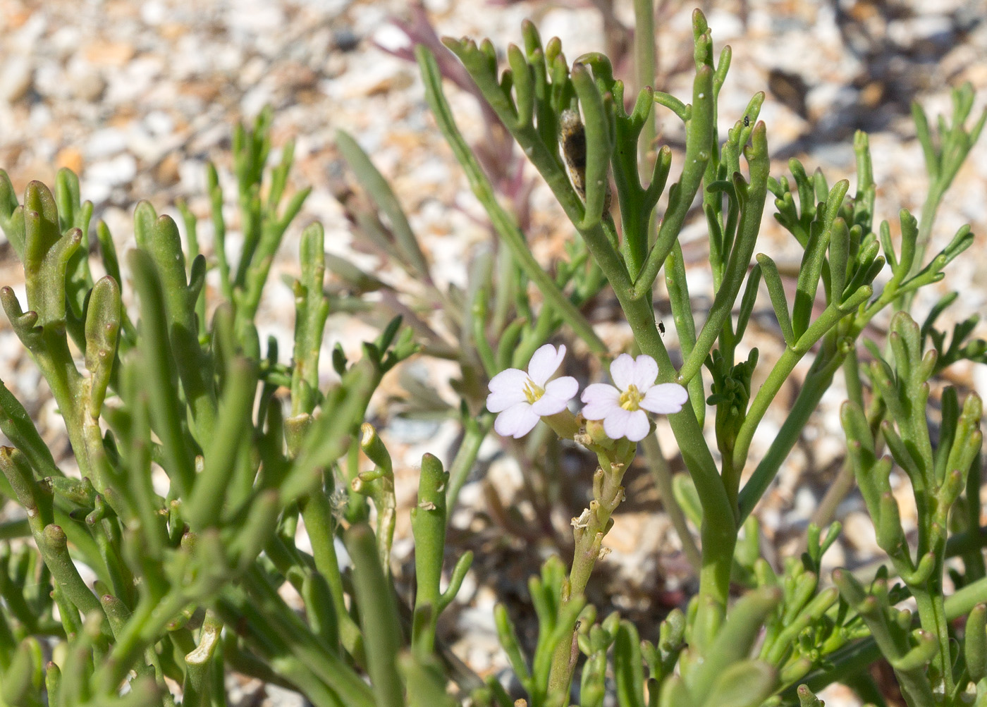 Image of Cakile euxina specimen.