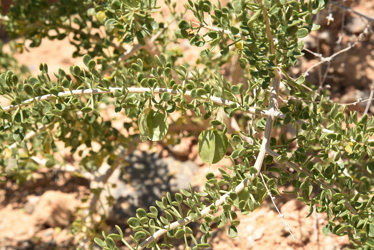 Изображение особи Zygophyllum ferganense.