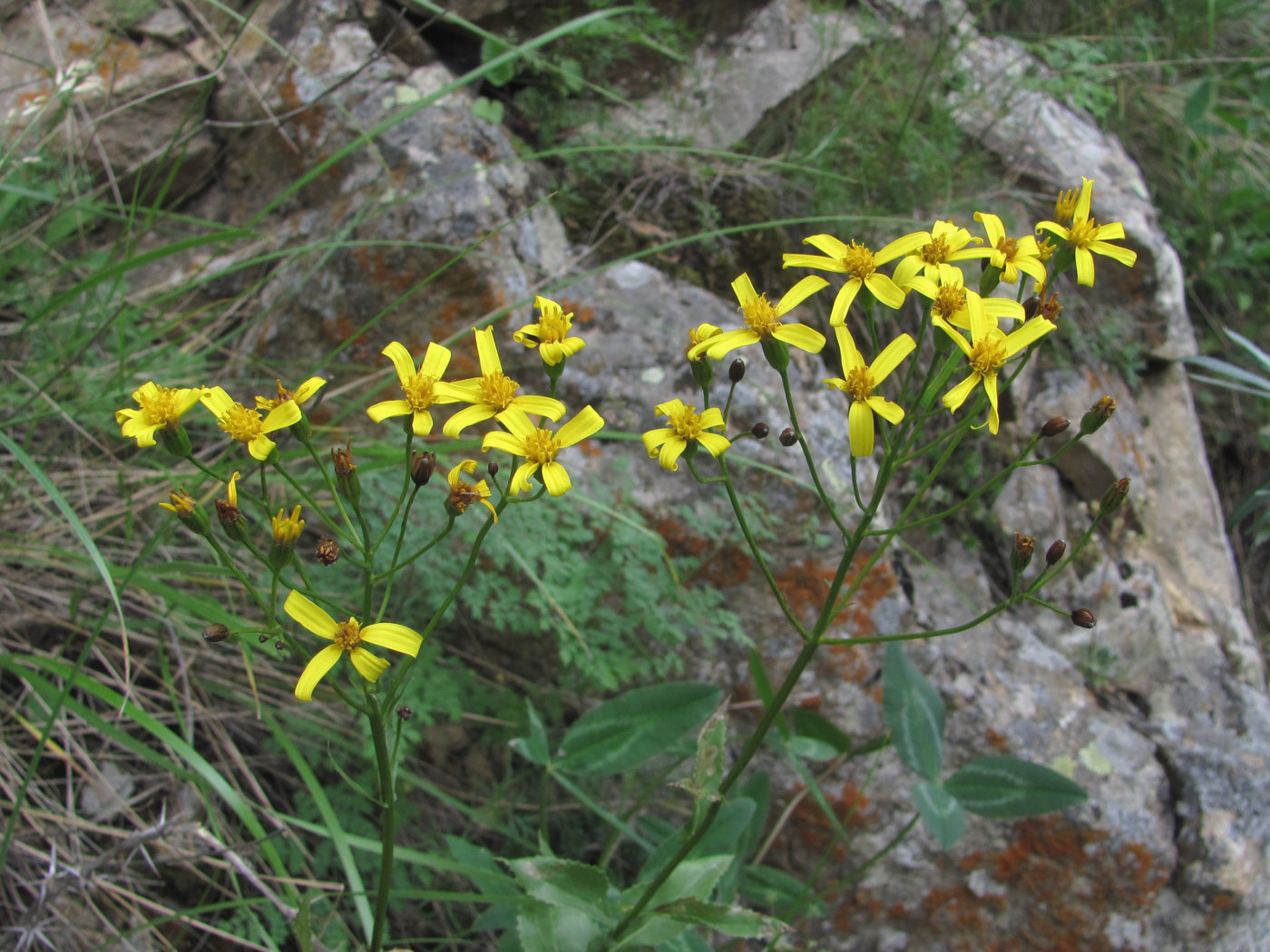 Image of Caucasalia parviflora specimen.