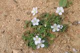 Geranium collinum