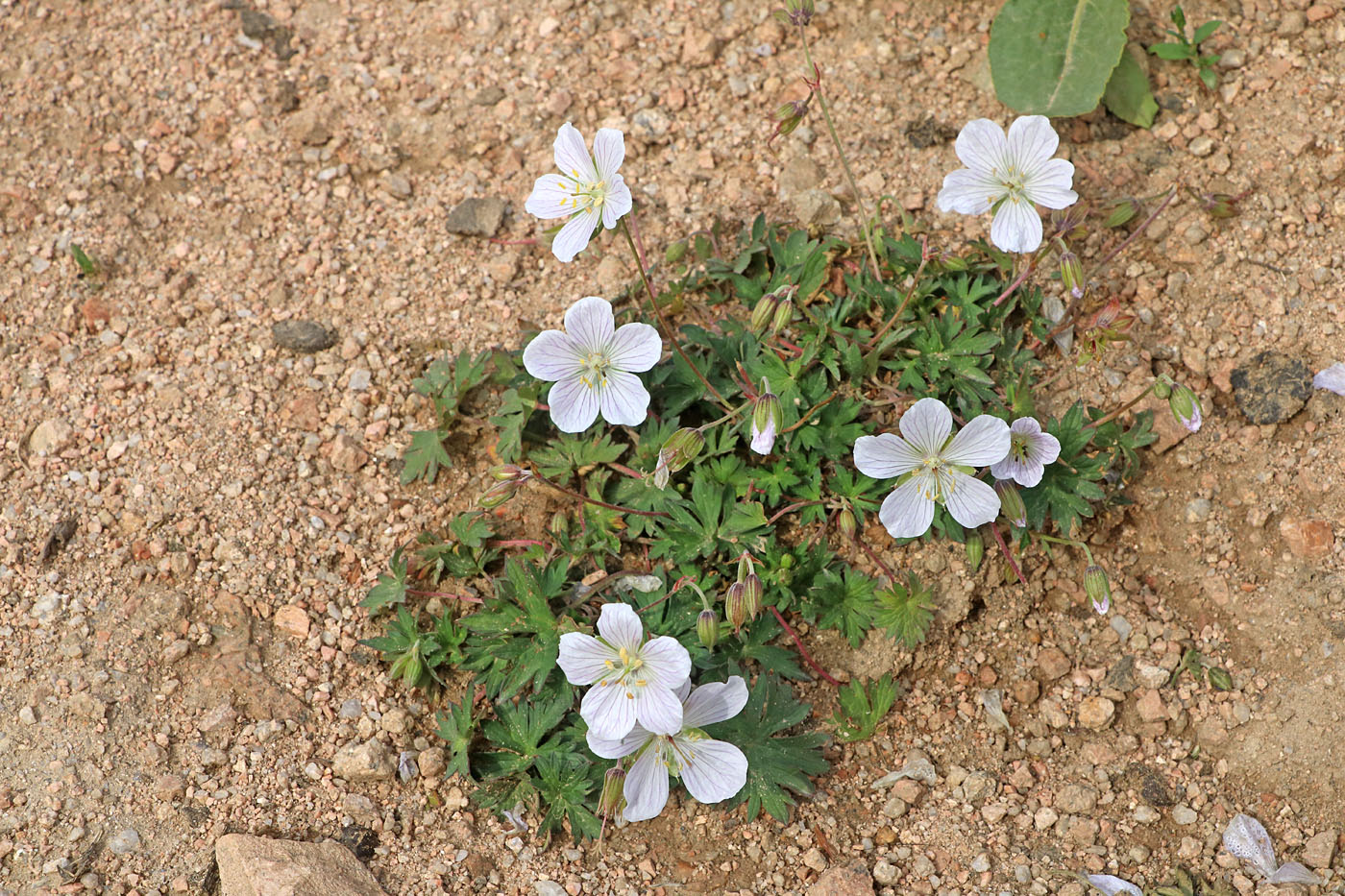 Image of Geranium collinum specimen.