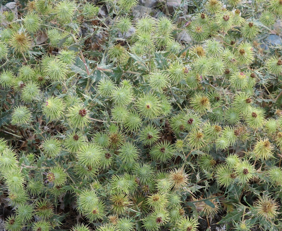 Image of Cousinia erivanensis specimen.