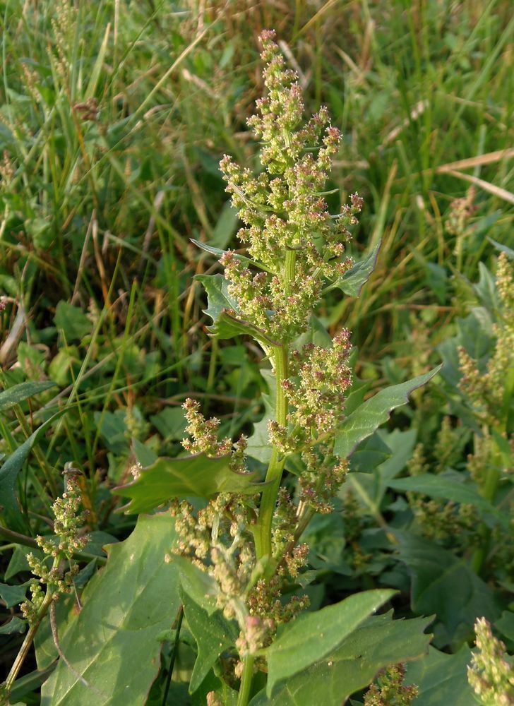 Image of Oxybasis chenopodioides specimen.