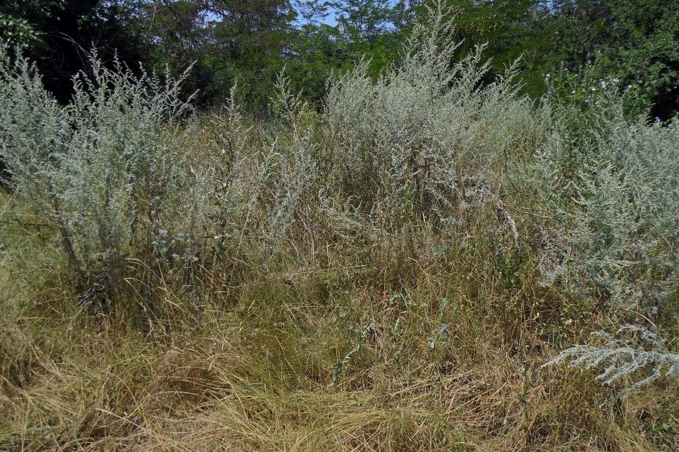 Изображение особи Artemisia absinthium.