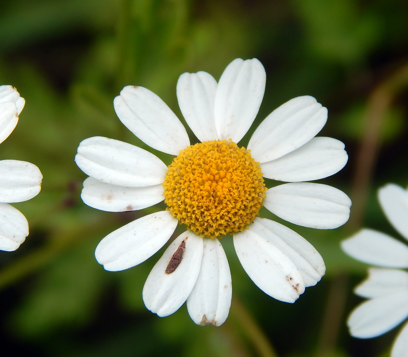 Image of Pyrethrum parthenifolium specimen.
