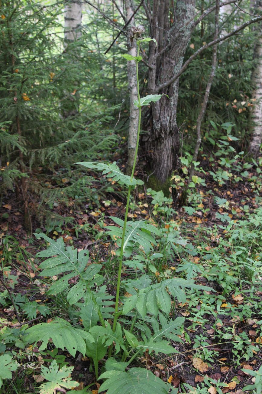 Image of Cirsium oleraceum specimen.