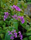 Lunaria annua