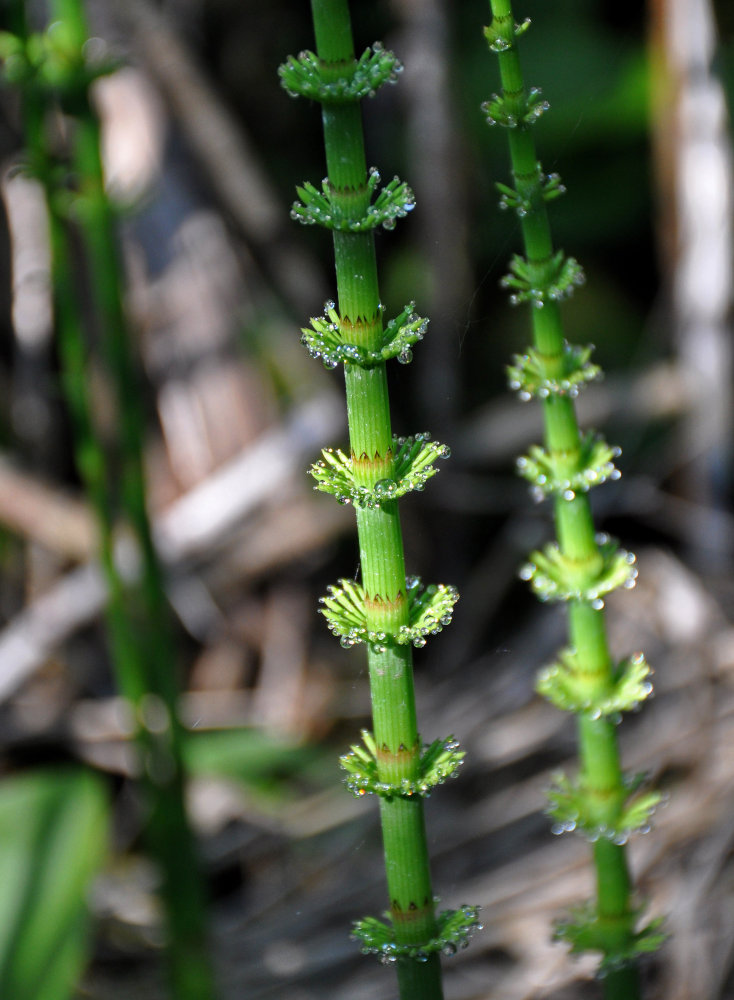 Изображение особи Equisetum fluviatile.