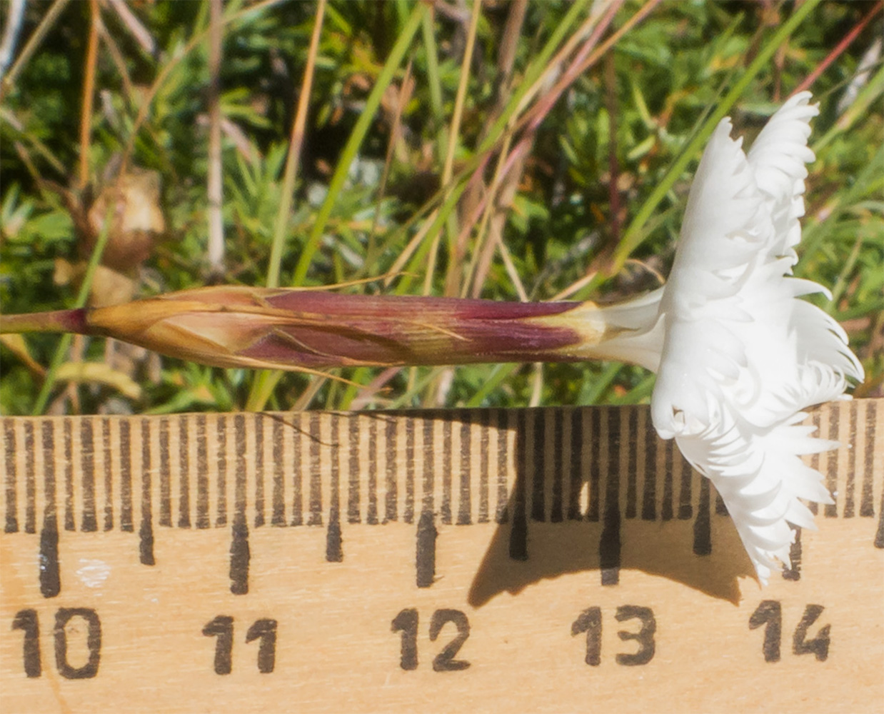 Image of Dianthus fragrans specimen.