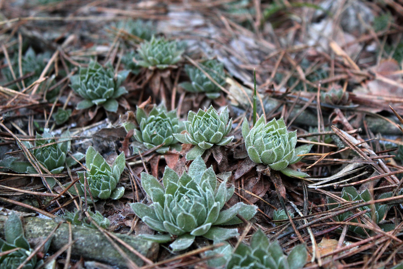 Image of Sempervivum ruthenicum specimen.