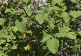 Rubus ulmifolius