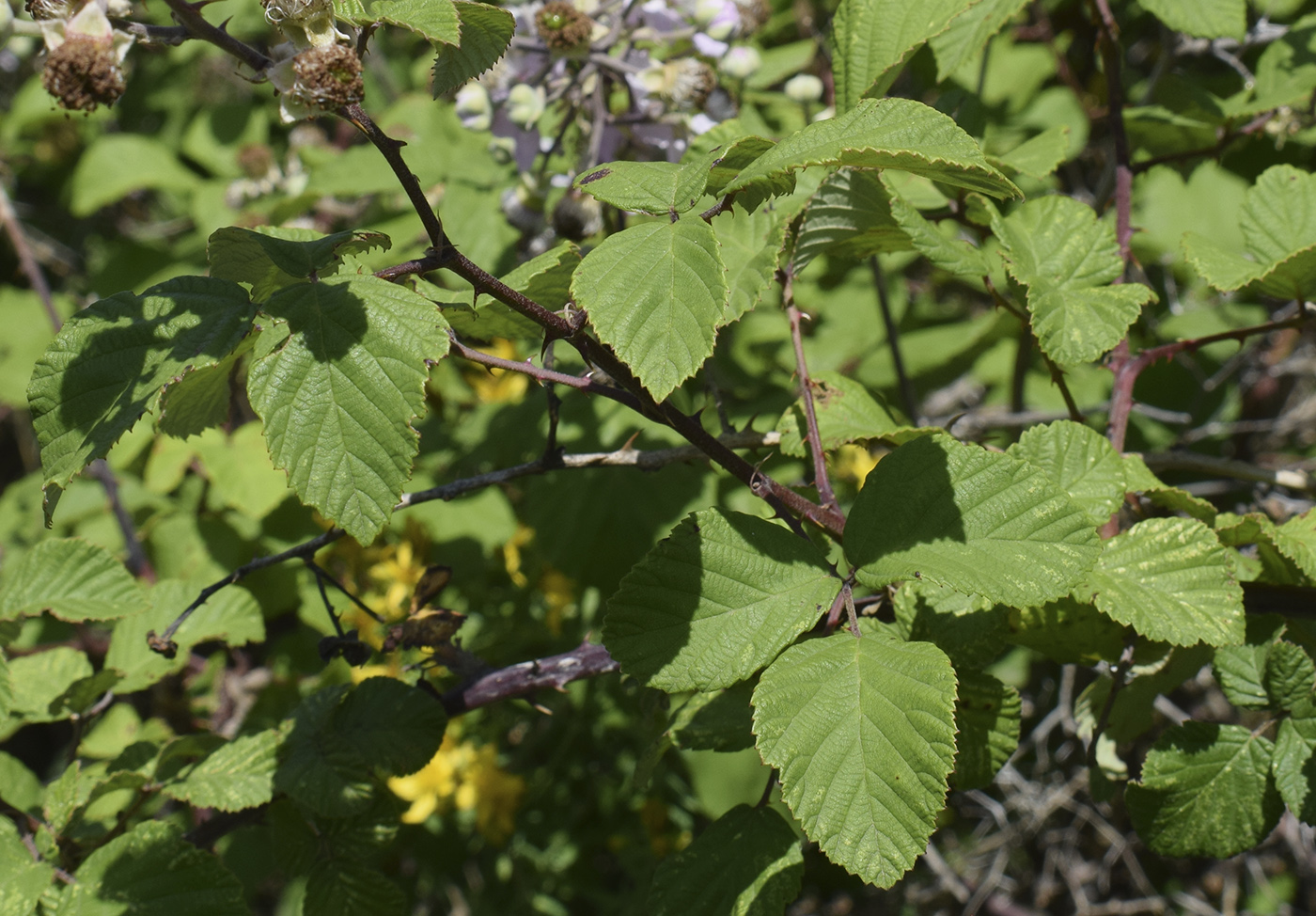 Изображение особи Rubus ulmifolius.