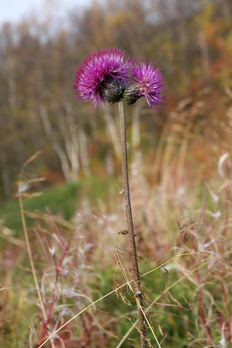 Image of Cirsium heterophyllum specimen.