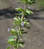 Image of taxon representative. Author is Сергей Соколенко