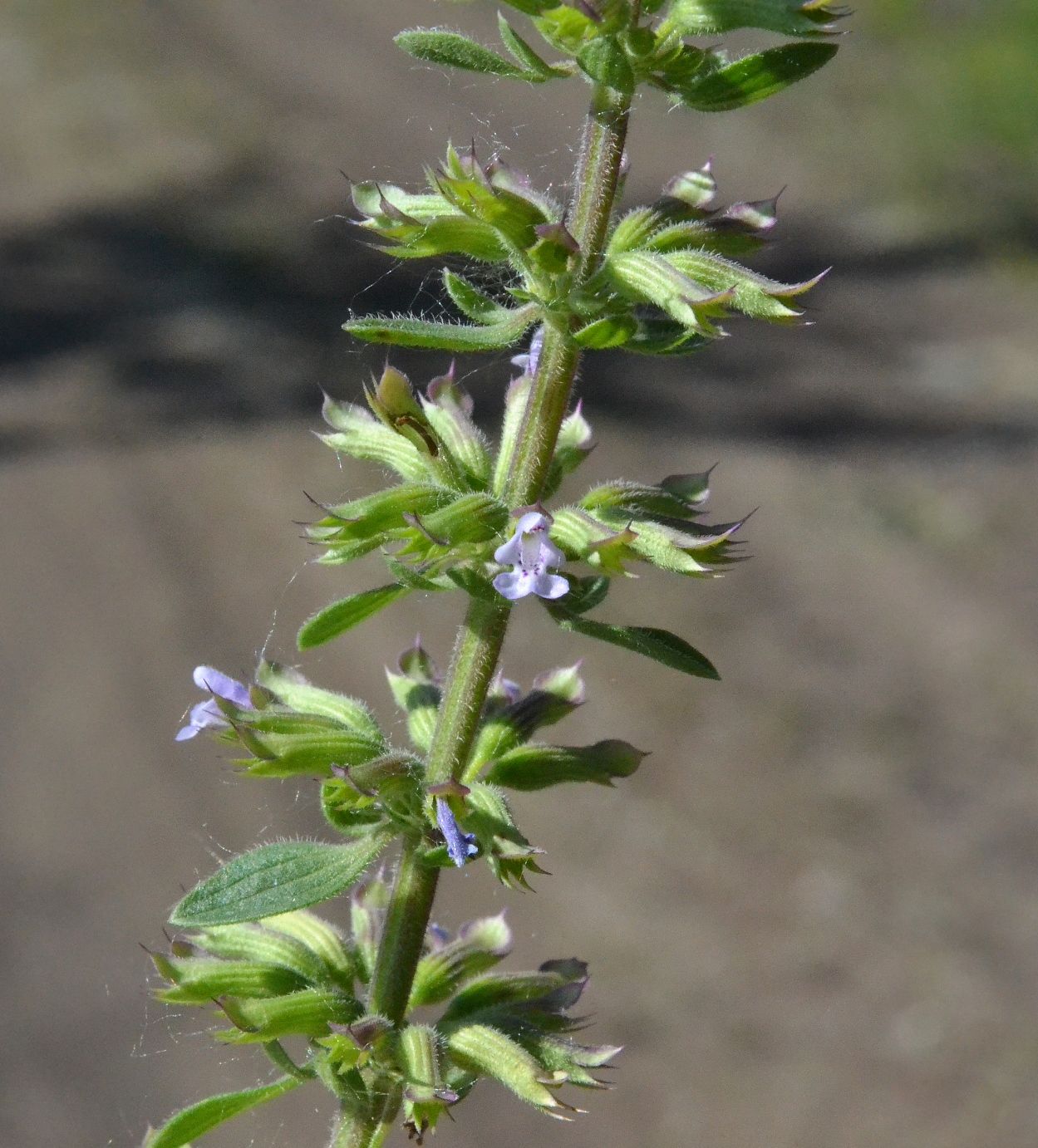 Image of Dracocephalum thymiflorum specimen.