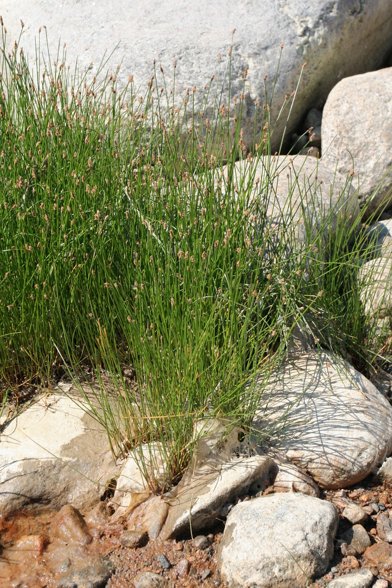 Image of Eleocharis fennica specimen.