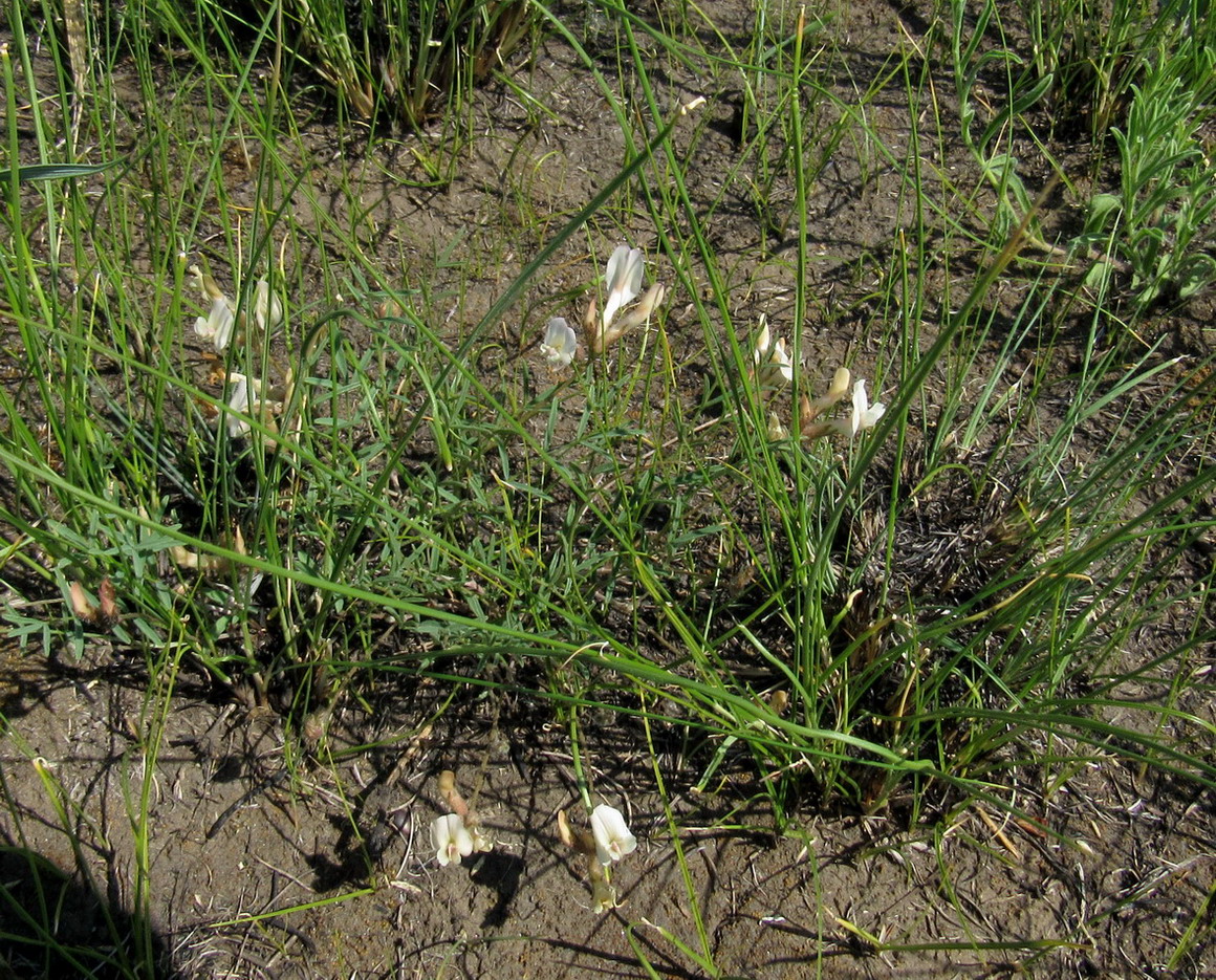 Изображение особи Astragalus palibinii.