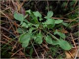 Rumex acetosella