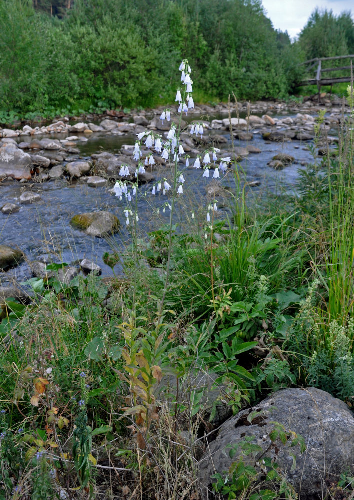 Изображение особи Adenophora liliifolia.