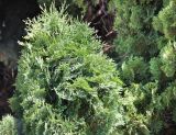 Thuja occidentalis. Верхушка вегетирующего растения. Краснодарский край, Ленинградский (Уманский) р-н, станица Ленинградская, парк. 16.06.2019.