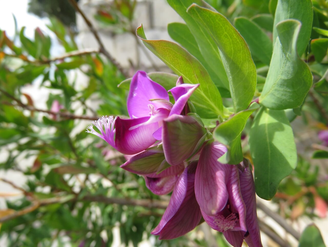 Image of Polygala myrtifolia specimen.