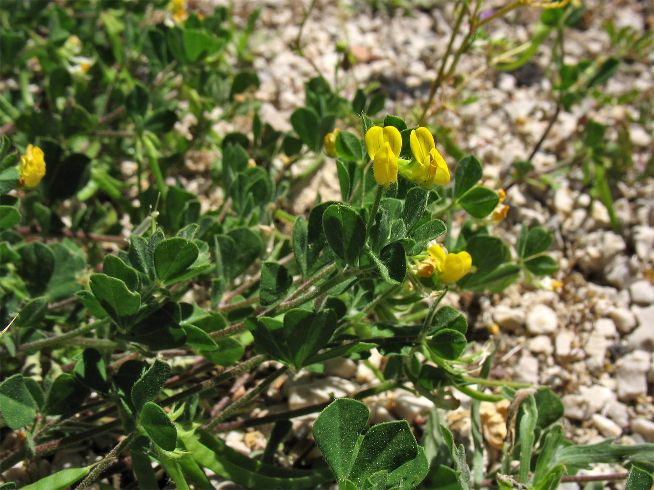 Изображение особи Lotus ornithopodioides.