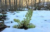Petasites albus. Цветущее растение. М/о г. Горячий Ключ, окр. с. Хребтовое, Тамбовская щель, дубово-грабовый лес, обочина дороги. 27.03.2021.