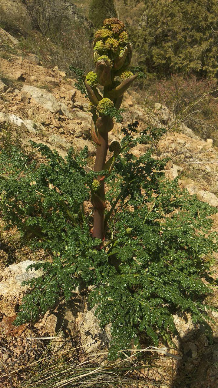 Изображение особи Ferula samarkandica.