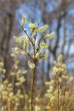 Salix phylicifolia. Веточка с мужскими соцветиями. Санкт-Петербург, Кронштадтский р-н; о-в Котлин, побережье Финского зал. между фортами \"Риф\" и \"Шанец\", песчаный береговой вал. 02.05.2021.