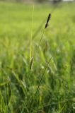 genus Carex. Верхняя часть цветущего растения. Окраина г. Донецк, нижняя часть склона балки с луговой растительностью. 15.05.2021.