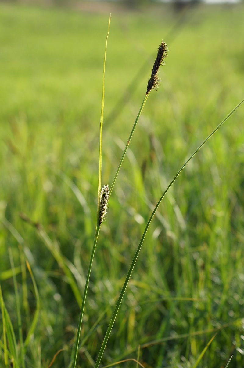 Изображение особи род Carex.