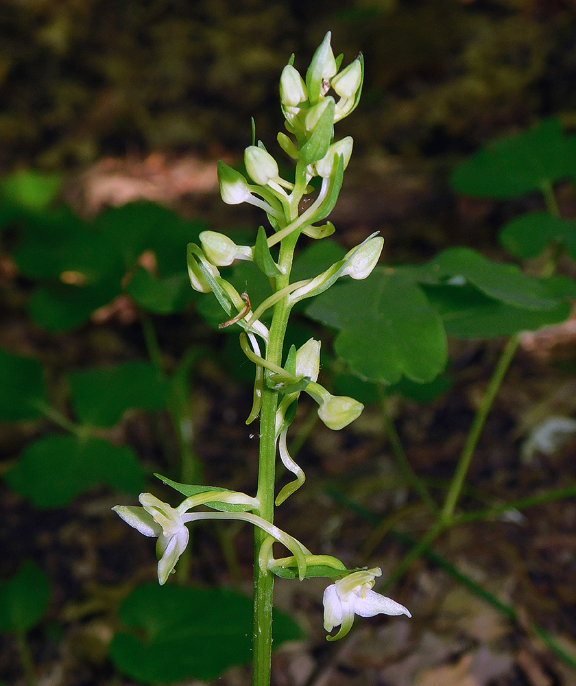 Image of Platanthera chlorantha specimen.