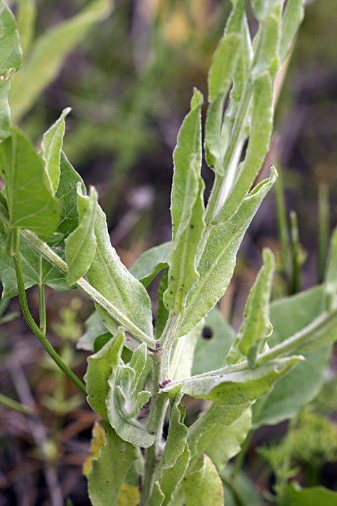 Image of Centaurea depressa specimen.