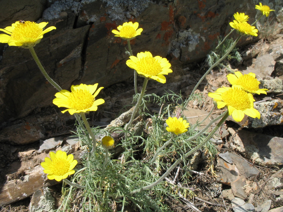 Image of Trichanthemis radiata specimen.