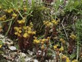 Sedum annuum