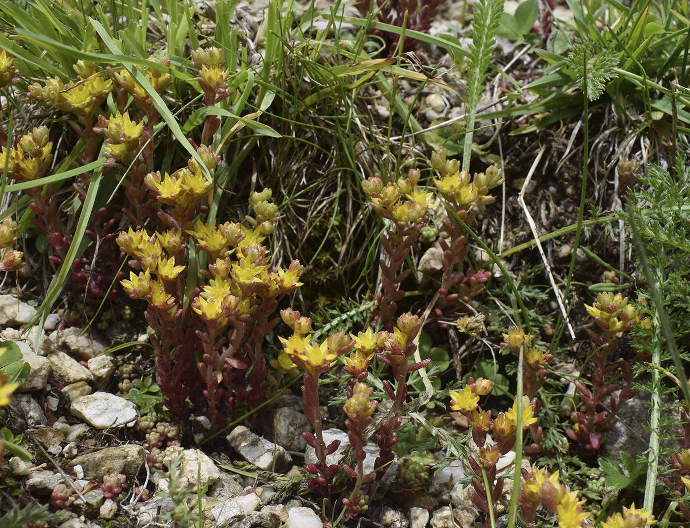 Изображение особи Sedum annuum.