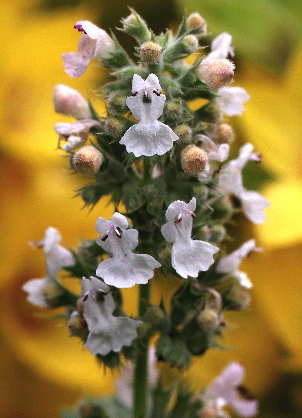 Image of Nepeta cataria specimen.