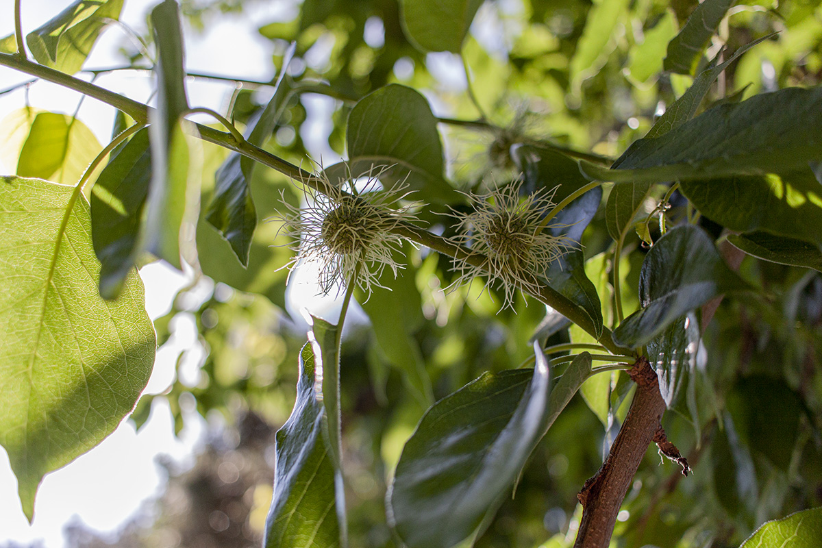 Изображение особи Maclura pomifera.