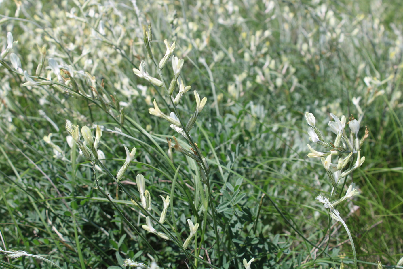 Image of Astragalus pallescens specimen.