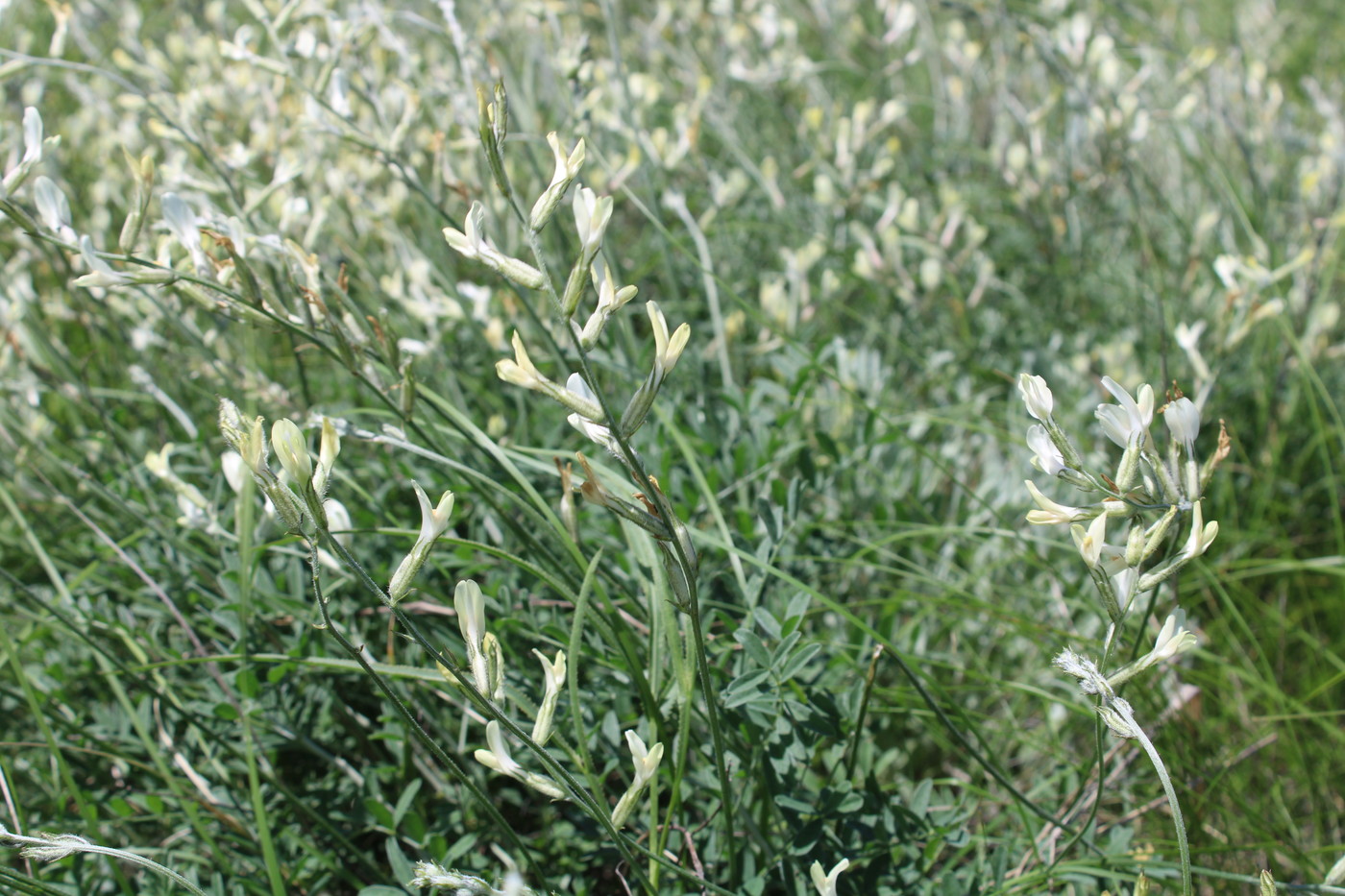 Изображение особи Astragalus pallescens.