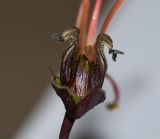 Melianthus major