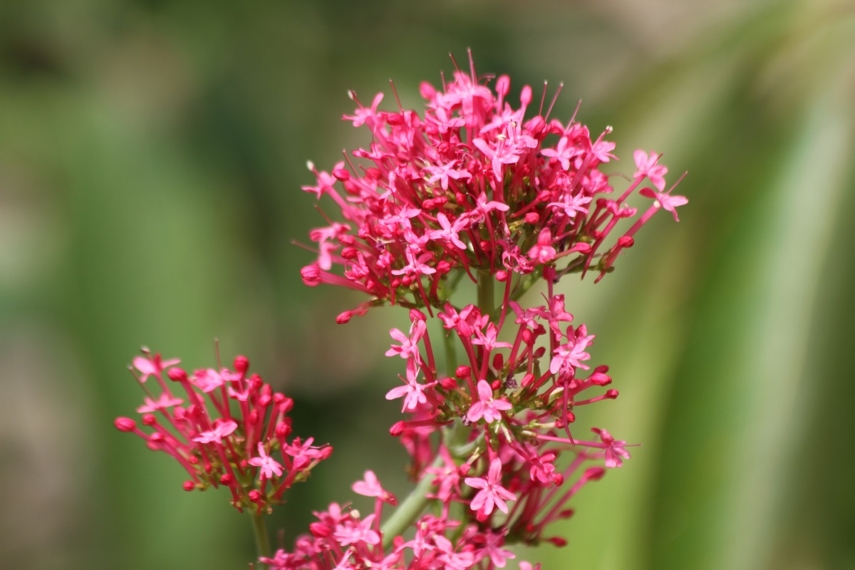 Image of Centranthus ruber specimen.