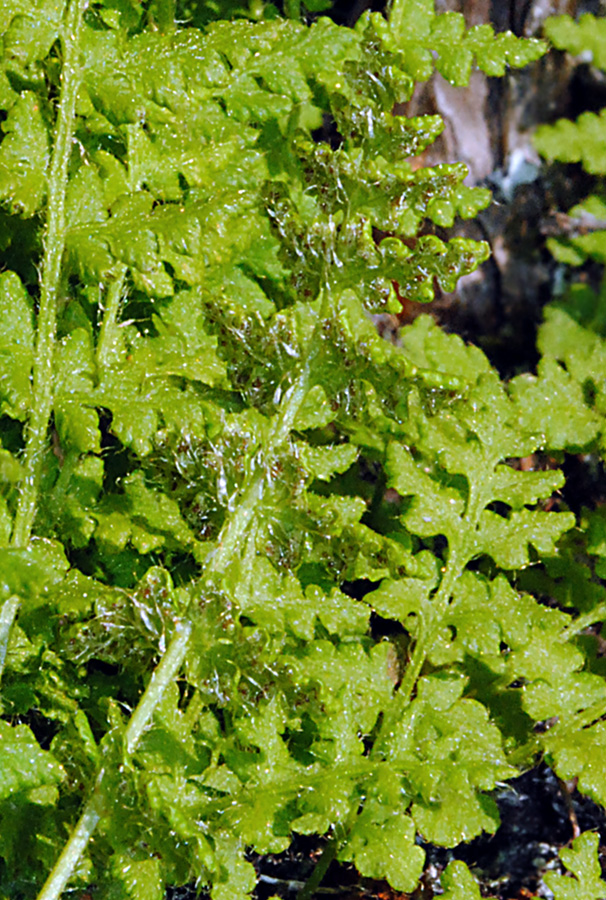 Image of Woodsia ilvensis specimen.