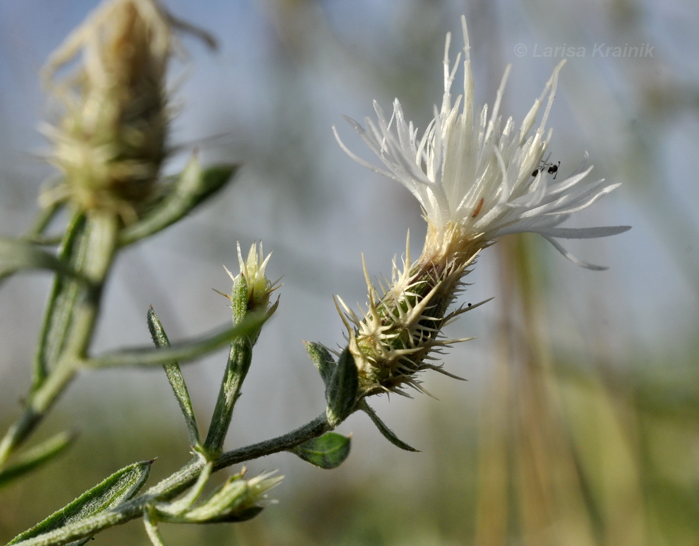 Image of Centaurea diffusa specimen.