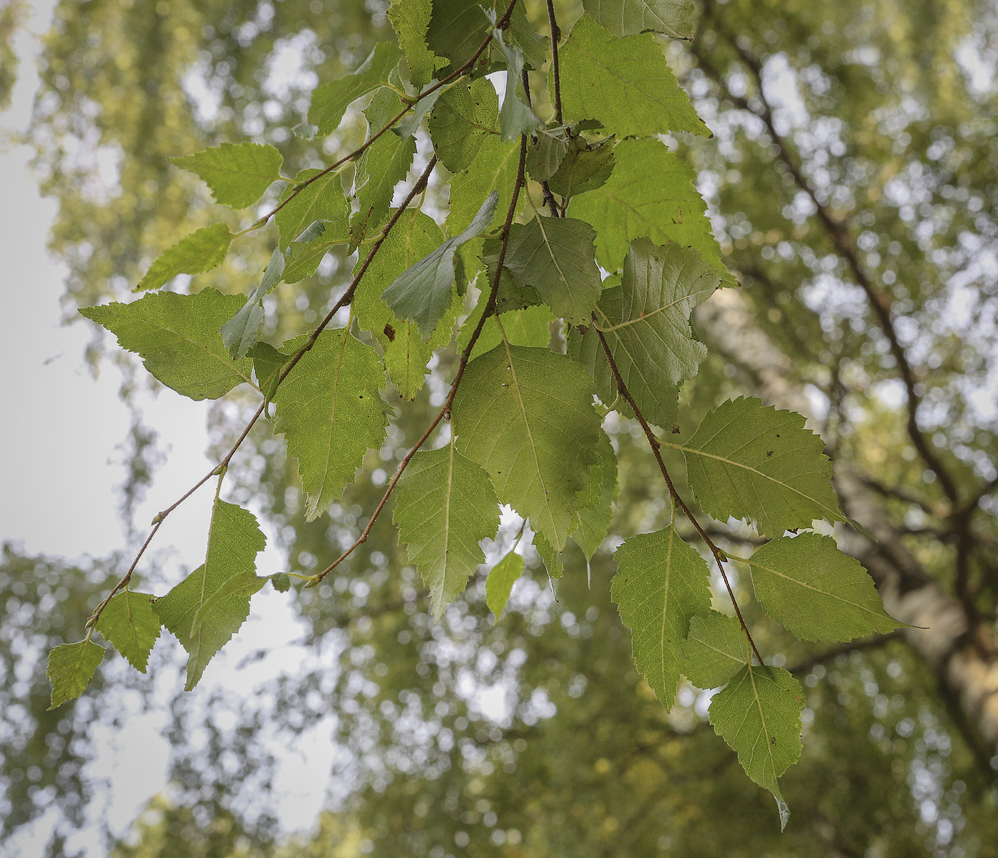 Изображение особи Betula dauurica.