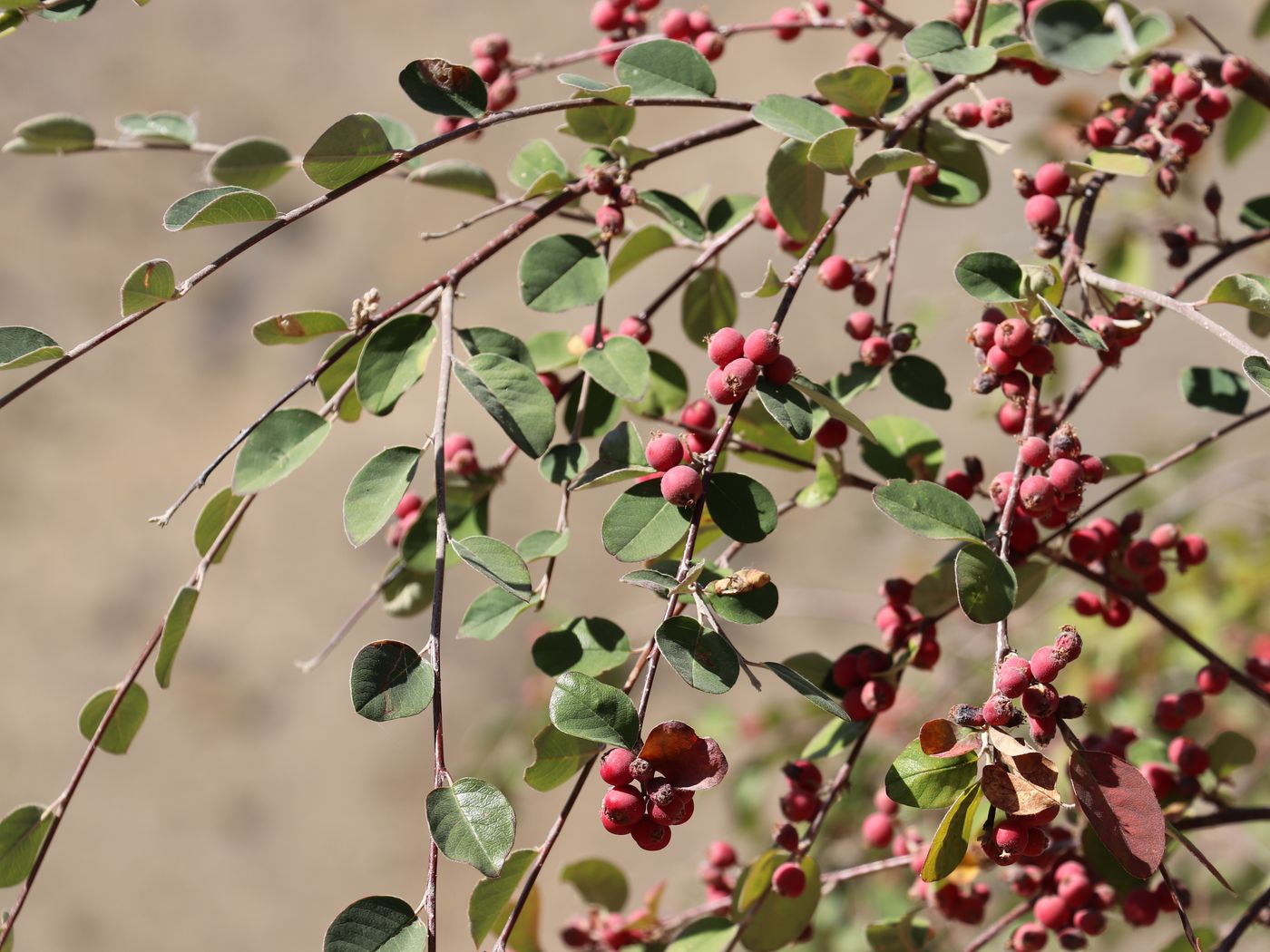 Изображение особи Cotoneaster soongoricus.