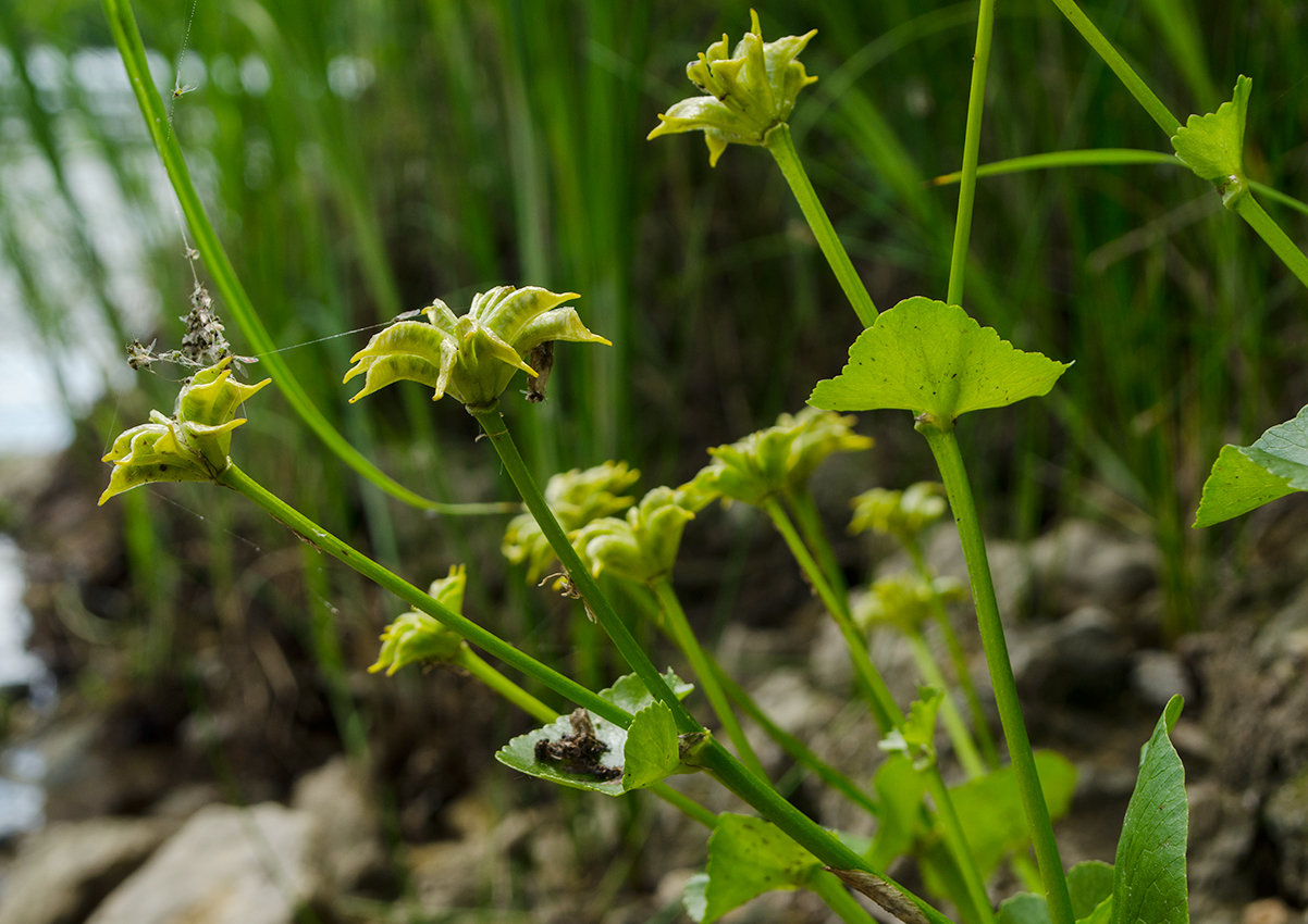 Image of Caltha palustris specimen.