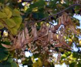 Tilia platyphyllos